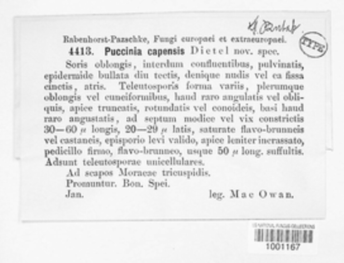 Puccinia capensis image
